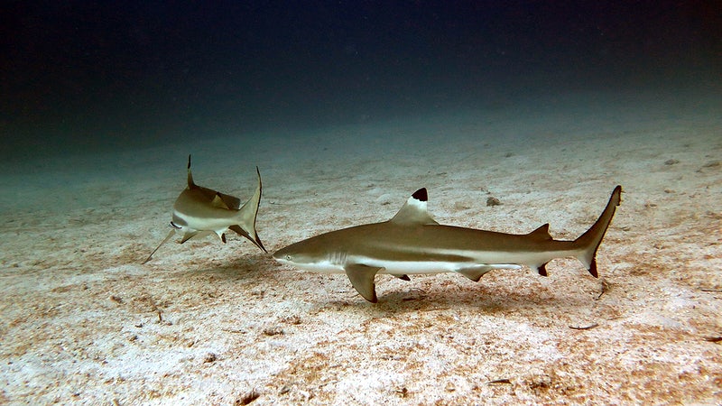 Type of Sharks You’ll Meet While Diving in Bali