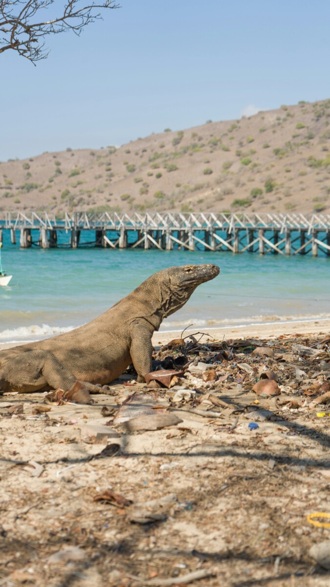 See the Komodo dragon on your Komodo liveaboard